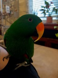Eclectus
