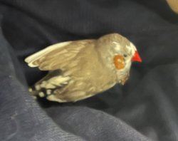 Finch/Canary