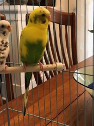 Parakeet