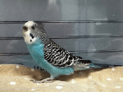 Parakeet
