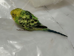 Parakeet