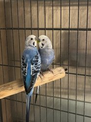 Parakeet