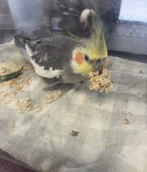 Cockatiel