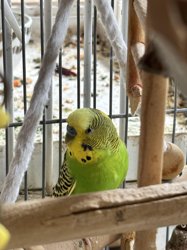 Parakeet
