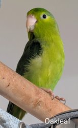 Parrotlet
