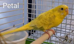 Parakeet