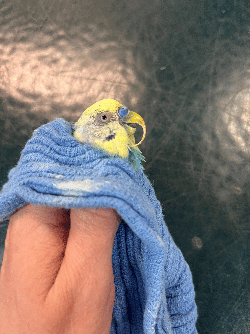 Parakeet