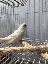 Parakeet