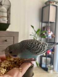 Parakeet