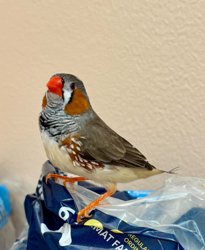 Finch/Canary