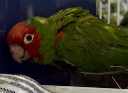 Conures of Telegraph Hill