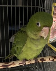 Conures of Telegraph Hill