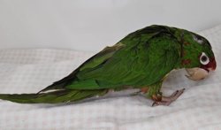 Conure