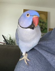 Ringneck