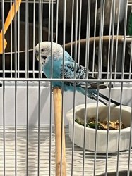 Parakeet
