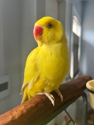 Ringneck