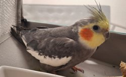 Cockatiel