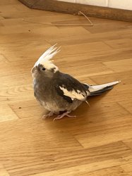 Cockatiel