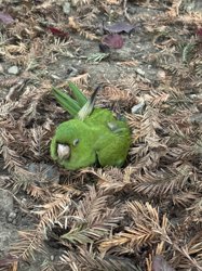 Conures of Telegraph Hill