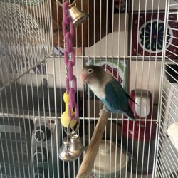 Lovebird