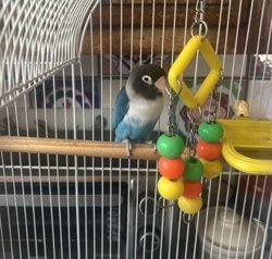 Lovebird