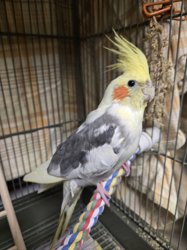 Cockatiel