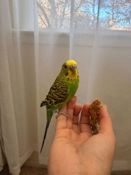 Parakeet