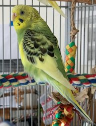 Parakeet