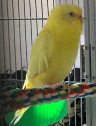 Parakeet