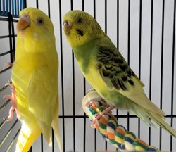Parakeet