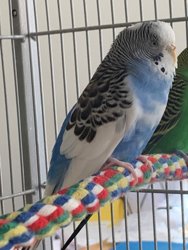 Parakeet
