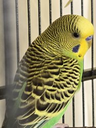 Parakeet