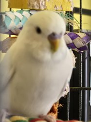 Parakeet
