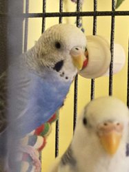 Parakeet