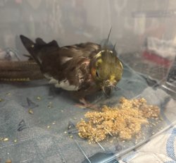 Cockatiel