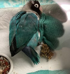 Lovebird