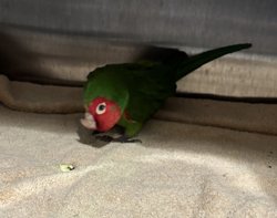 Conures of Telegraph Hill