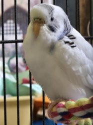 Parakeet