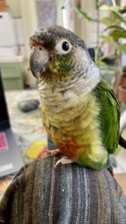 Conure