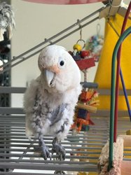 Cockatoo