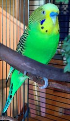 Parakeet