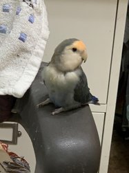 Lovebird