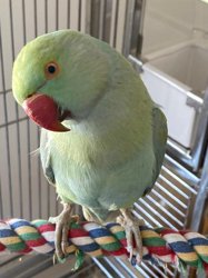 Ringneck
