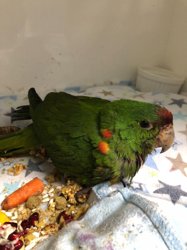 Conures of Telegraph Hill
