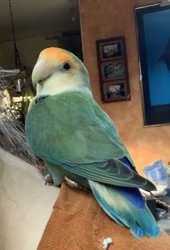 Lovebird