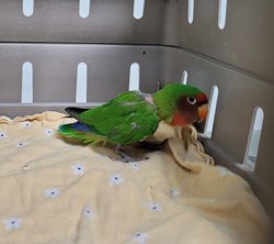 Lovebird