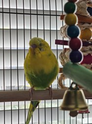 Parakeet