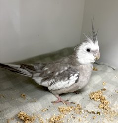 Cockatiel