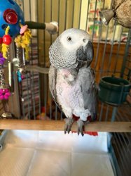 African Grey
