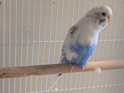 Parakeet